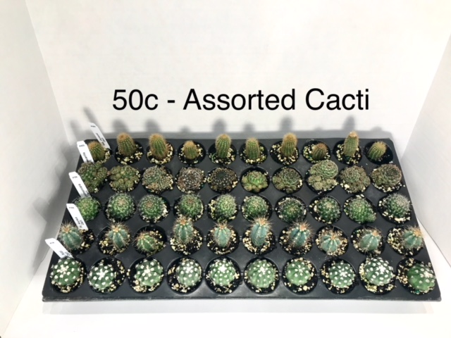 cereus-spp-cactus
