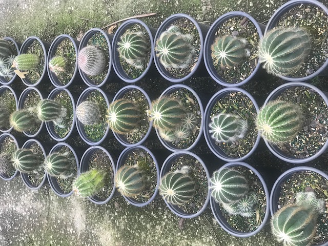 cereus-spp-cactus