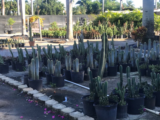 cereus-spp-cactus