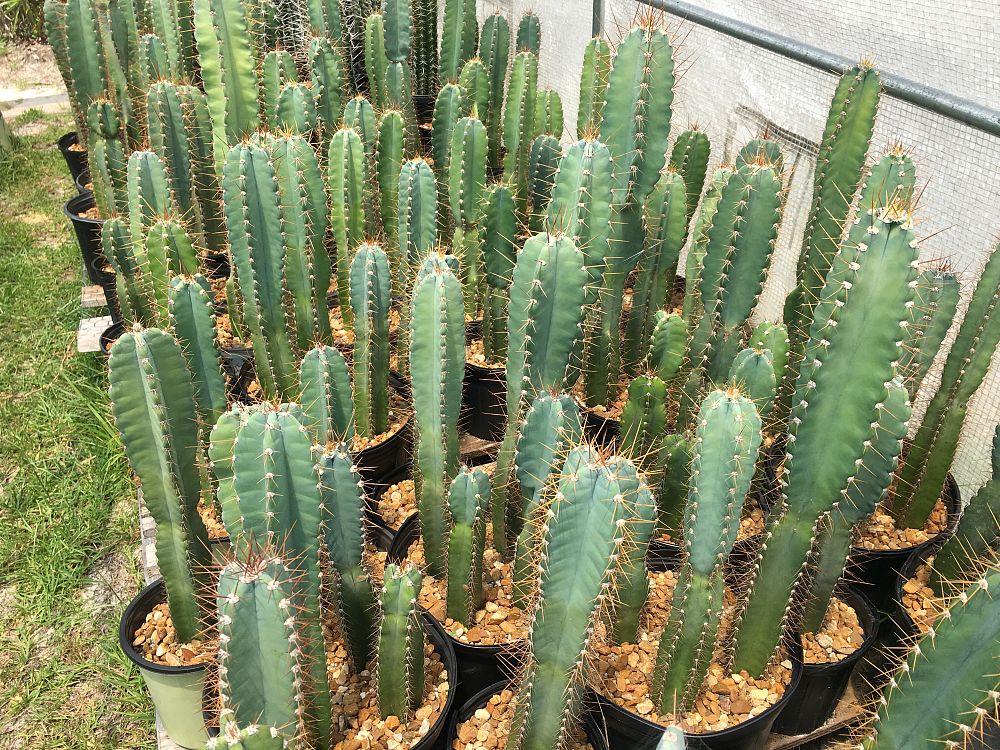 cereus-spp-cactus