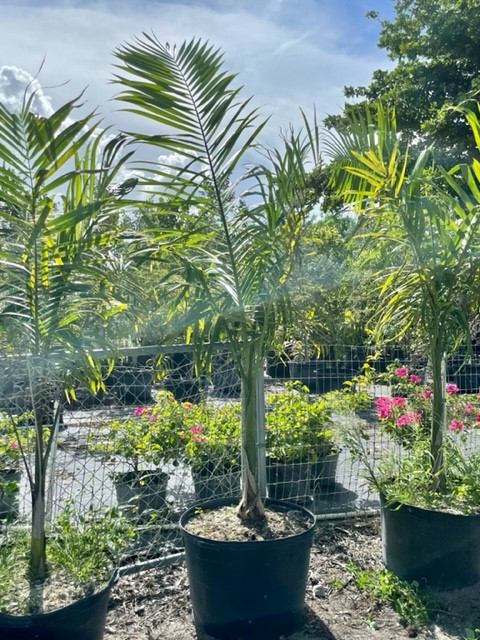 ceroxylon-quindiuense-quindio-wax-palm-andean-wax-palm