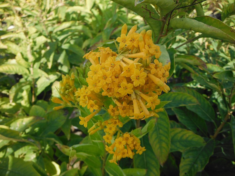 cestrum-aurantiacum