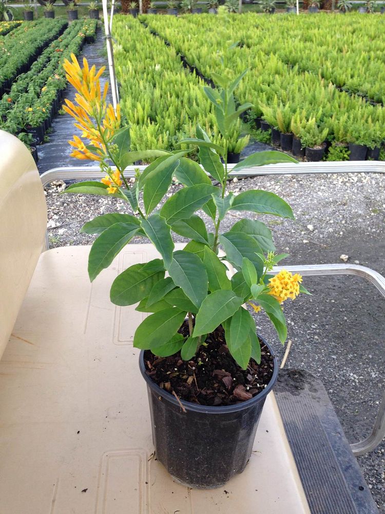 cestrum-aurantiacum