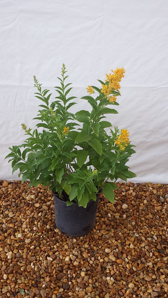 cestrum-aurantiacum