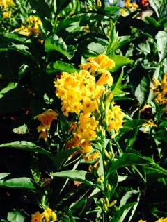 cestrum-aurantiacum