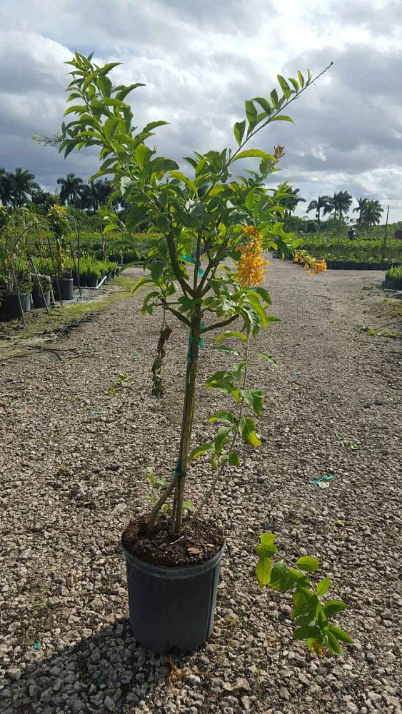 cestrum-aurantiacum