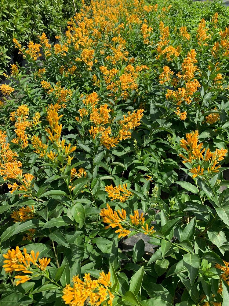 cestrum-aurantiacum
