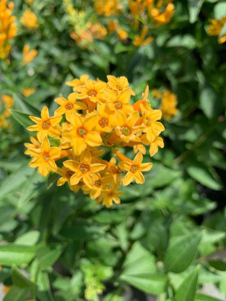 cestrum-aurantiacum