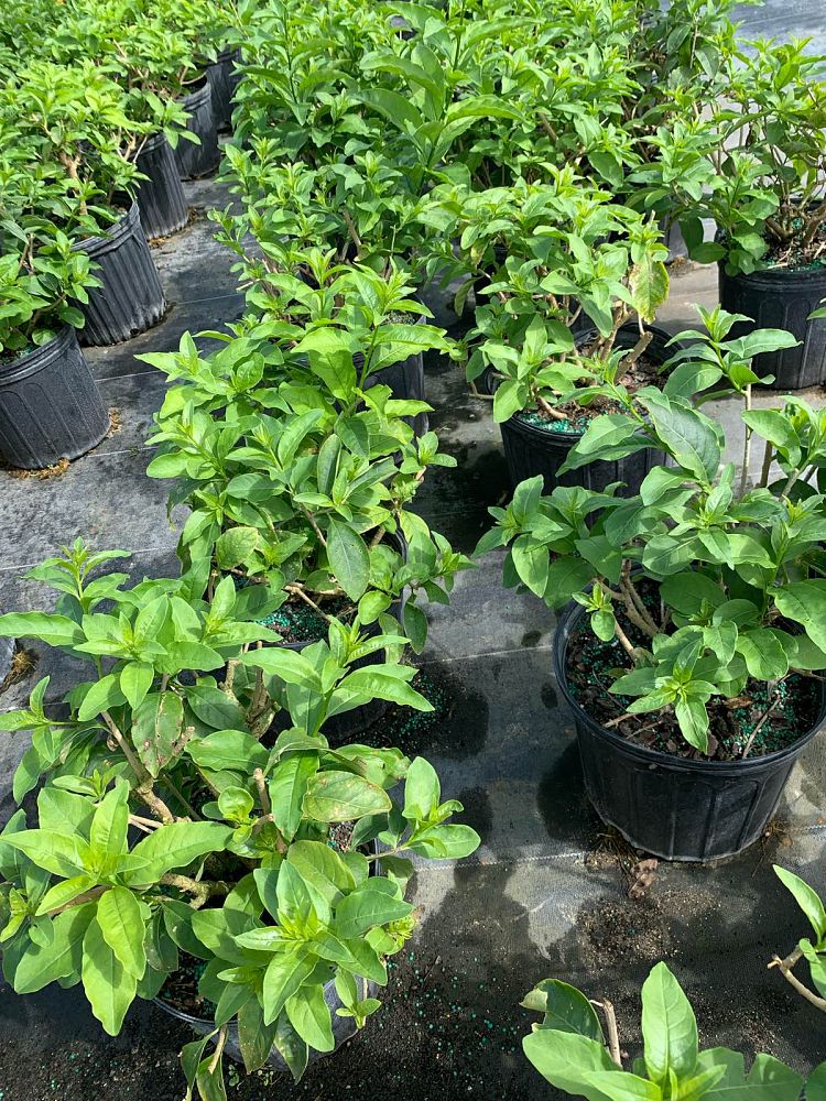cestrum-aurantiacum