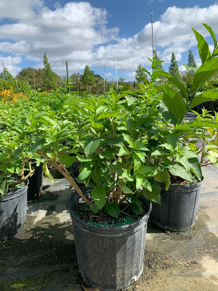 cestrum-aurantiacum