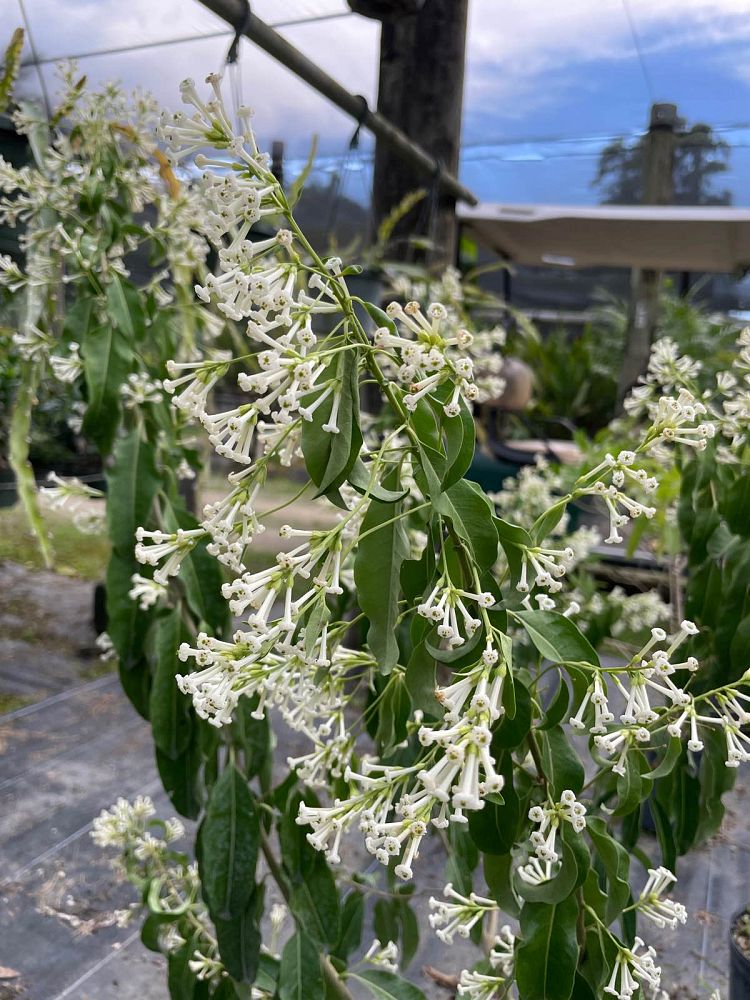 cestrum-diurnum-day-jessamine