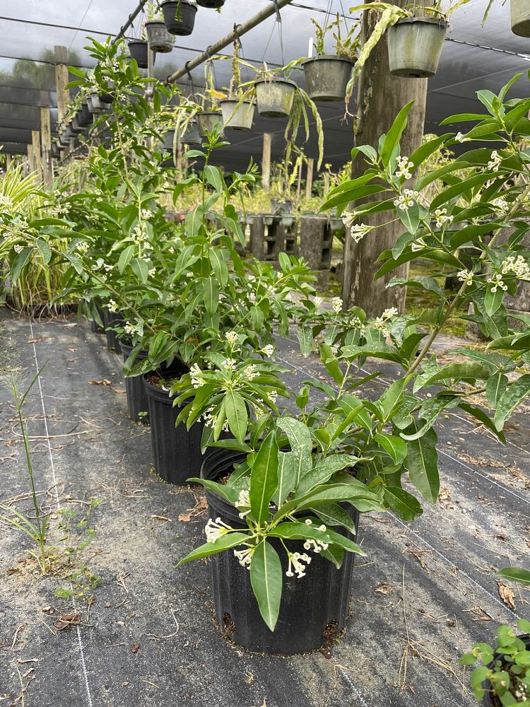 cestrum-diurnum-day-jessamine