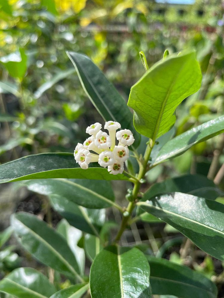 cestrum-diurnum-day-jessamine