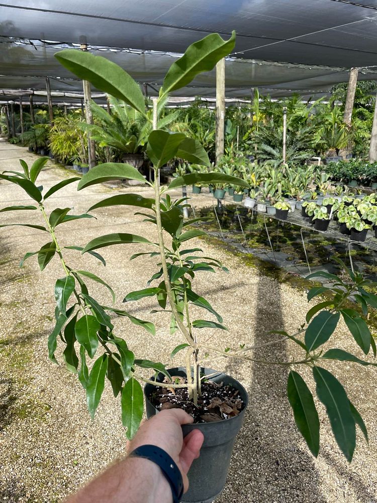 cestrum-diurnum-day-jessamine