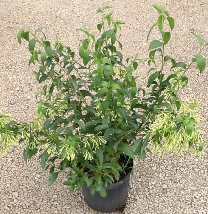 cestrum-nocturnum-night-blooming-jasmine