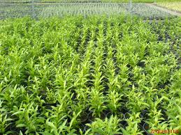 cestrum-nocturnum-night-blooming-jasmine