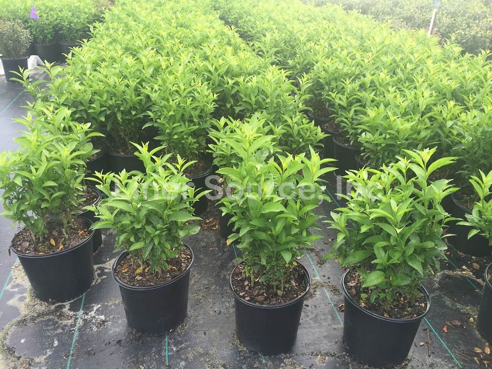 cestrum-nocturnum-night-blooming-jasmine