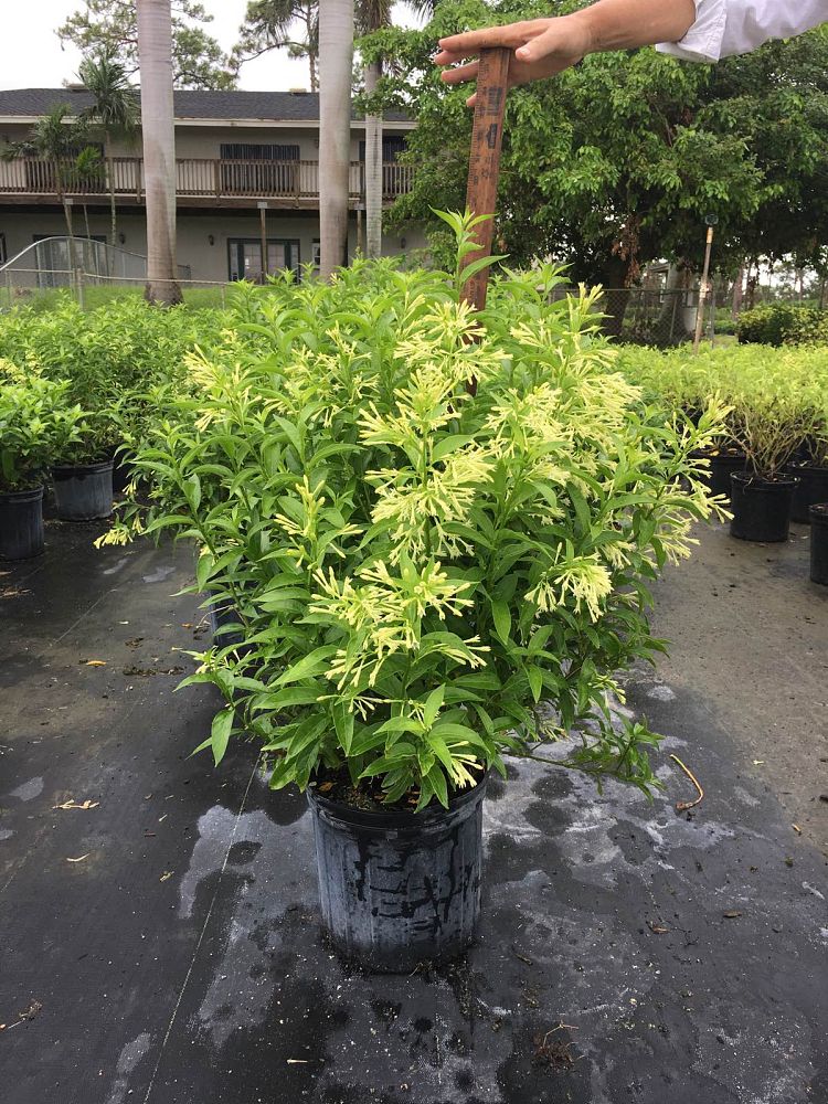 cestrum-nocturnum-night-blooming-jasmine