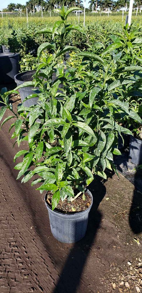 cestrum-nocturnum-night-blooming-jasmine