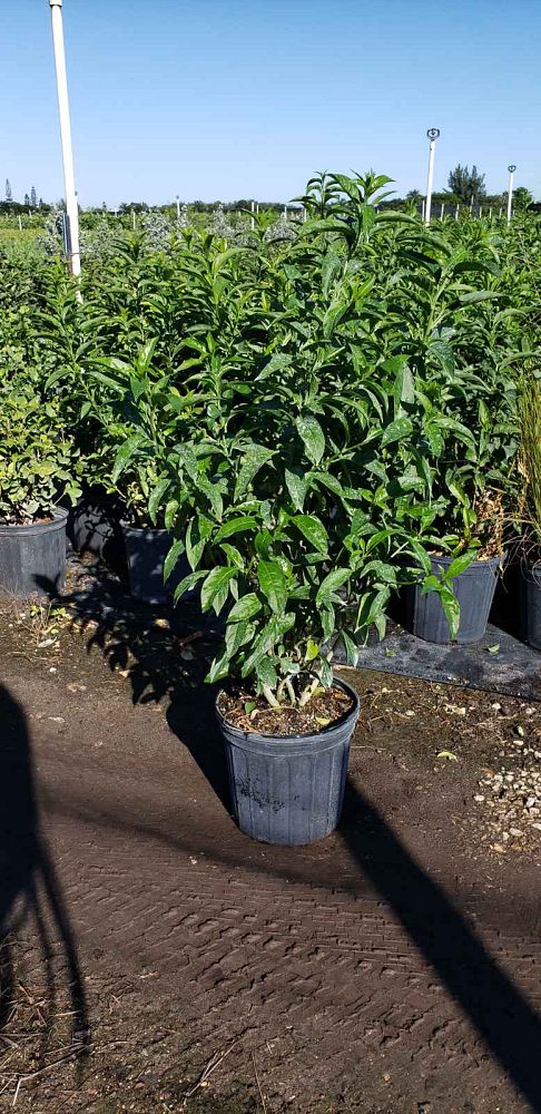 cestrum-nocturnum-night-blooming-jasmine