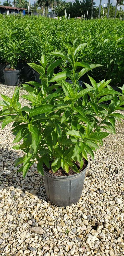 cestrum-nocturnum-night-blooming-jasmine