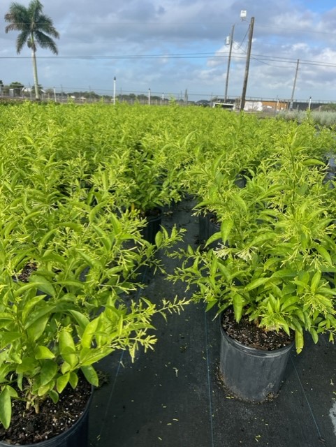 cestrum-nocturnum-night-blooming-jasmine