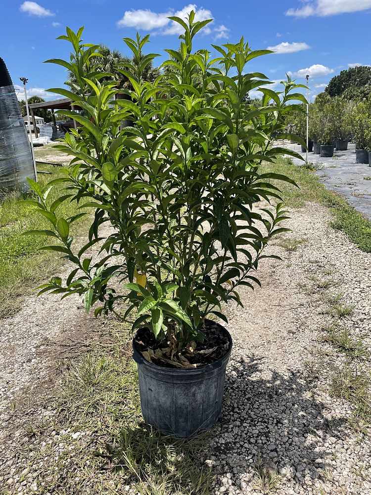 cestrum-nocturnum-night-blooming-jasmine