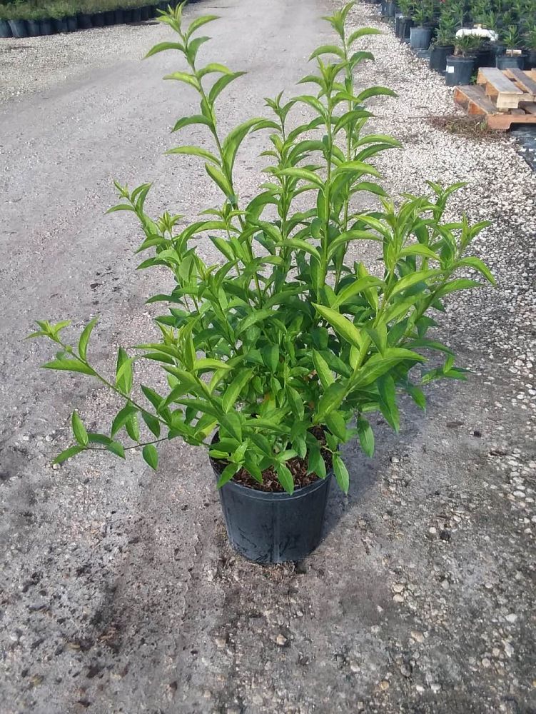 cestrum-nocturnum-night-blooming-jasmine