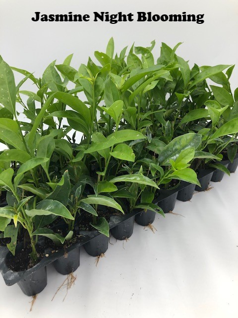cestrum-nocturnum-night-blooming-jasmine
