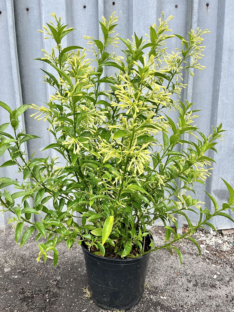 cestrum-nocturnum-night-blooming-jasmine