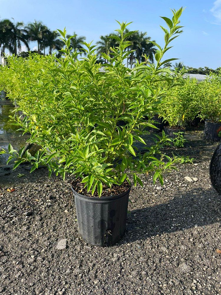 cestrum-nocturnum-night-blooming-jasmine