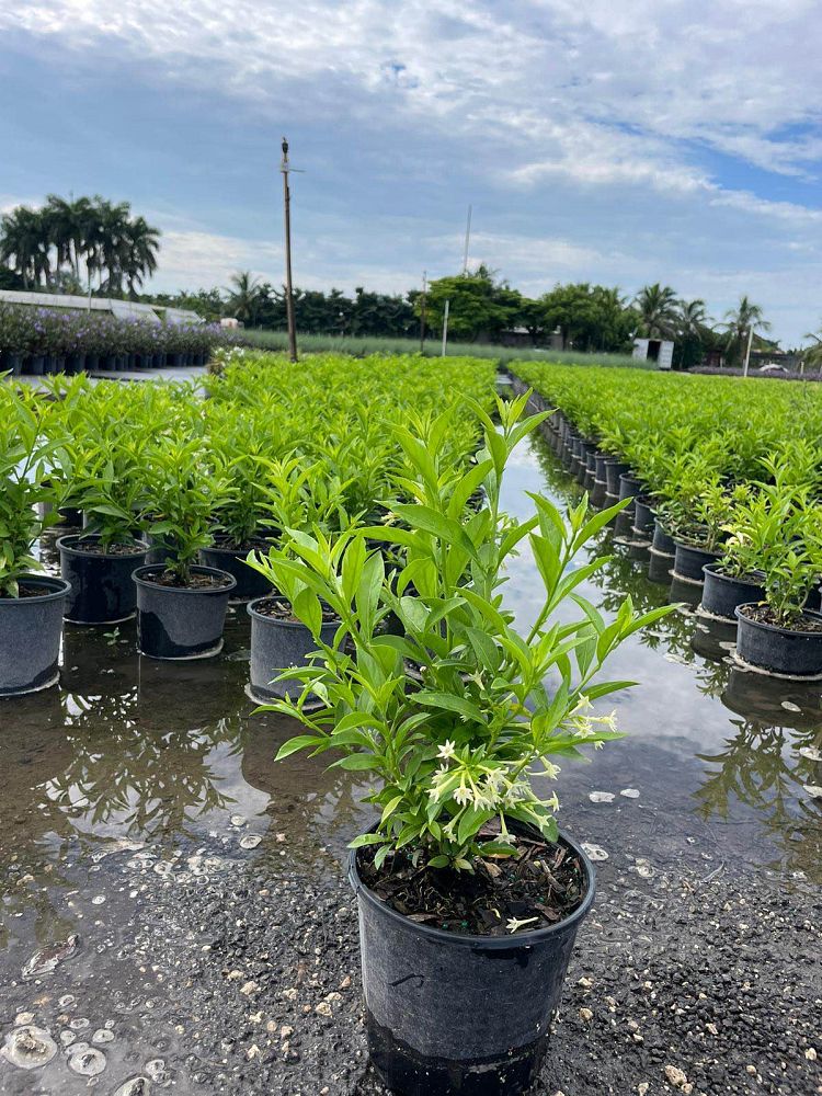 cestrum-nocturnum-night-blooming-jasmine