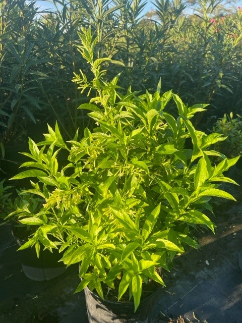 cestrum-nocturnum-night-blooming-jasmine