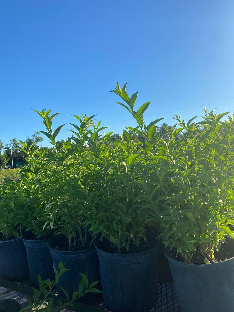 cestrum-nocturnum-night-blooming-jasmine