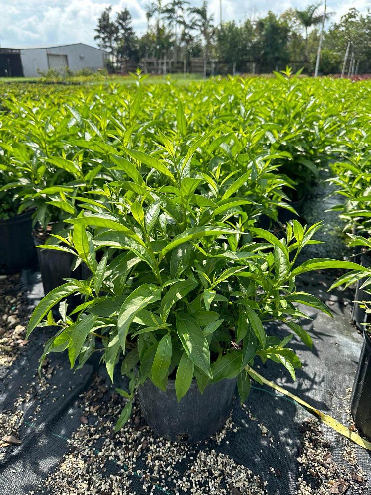 cestrum-nocturnum-night-blooming-jasmine