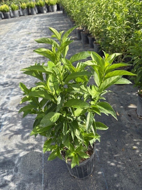 cestrum-nocturnum-night-blooming-jasmine