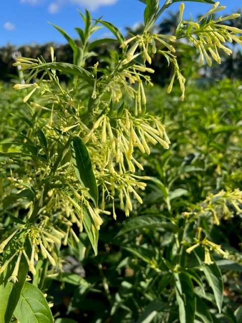 cestrum-nocturnum-night-blooming-jasmine