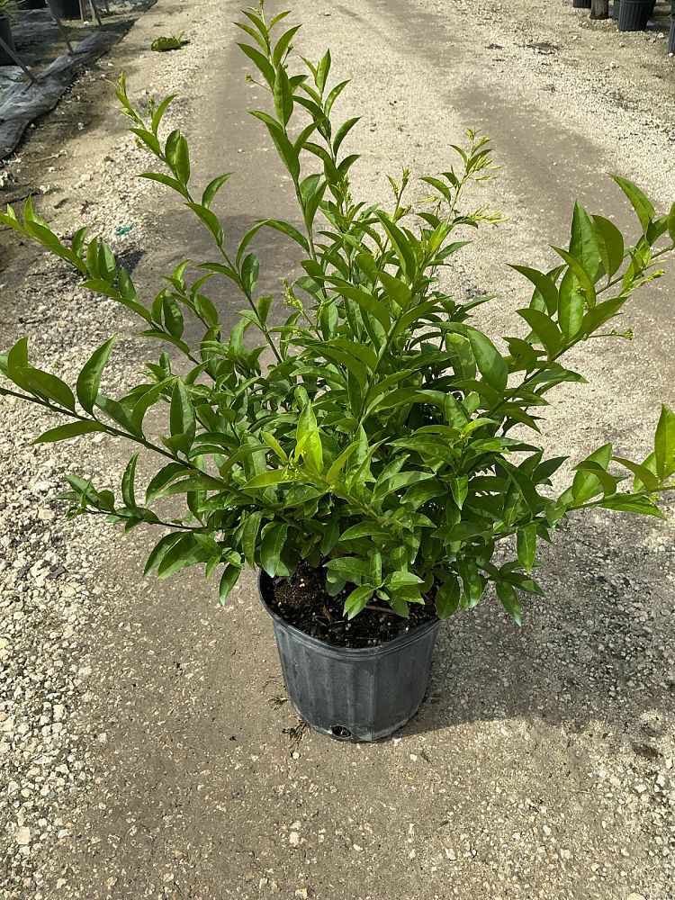 cestrum-nocturnum-night-blooming-jasmine