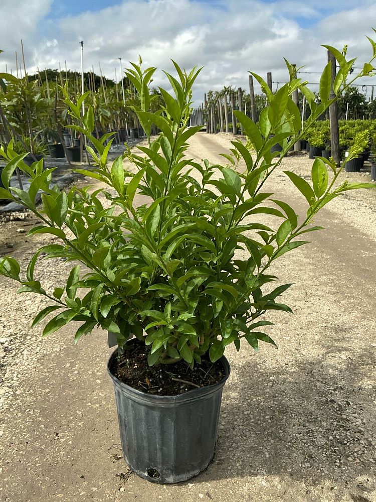 cestrum-nocturnum-night-blooming-jasmine