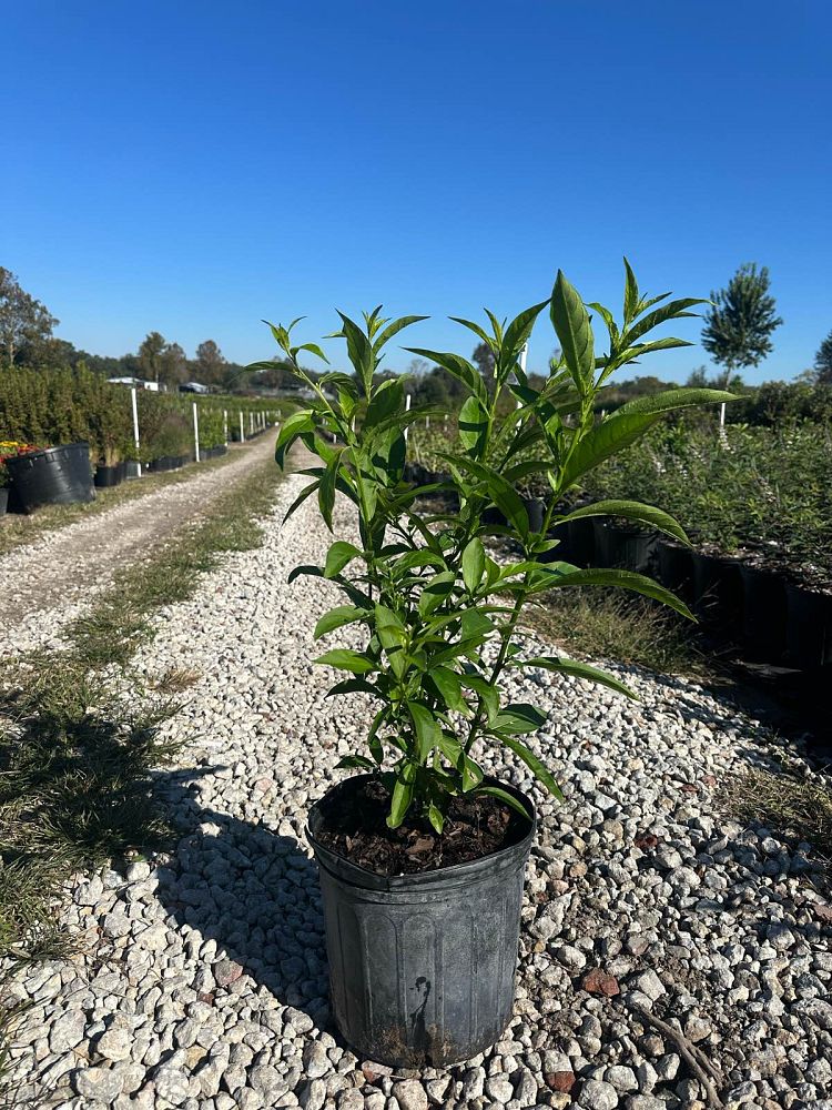 cestrum-nocturnum-night-blooming-jasmine