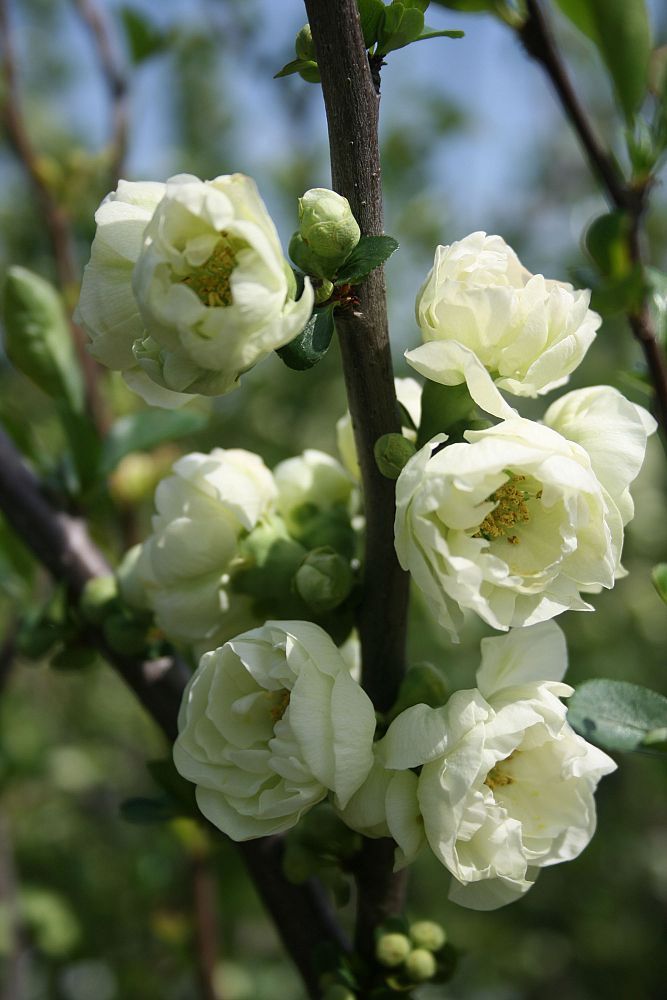 chaenomeles-speciosa-o-yashima-flowering-quince