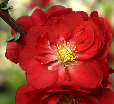chaenomeles-speciosa-scarlet-storm-double-take-scarlet-trade-quince