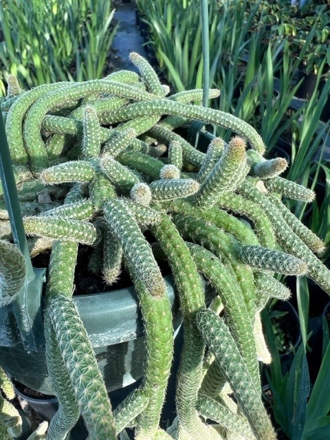 chamaecereus-sylvestri-peanut-cactus-cactus-peanut