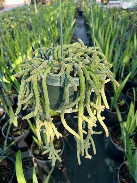 chamaecereus-sylvestri-peanut-cactus-cactus-peanut