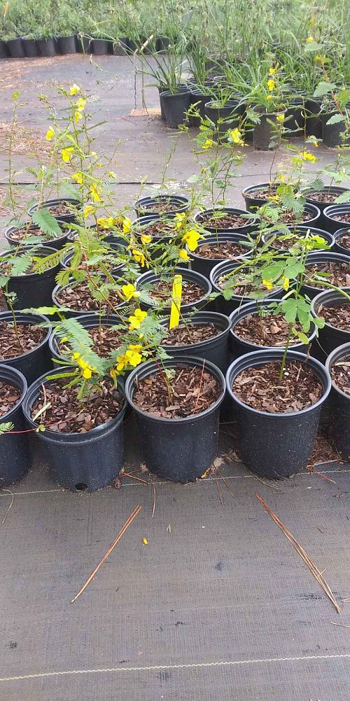 chamaecrista-fasciculata-partridge-pea