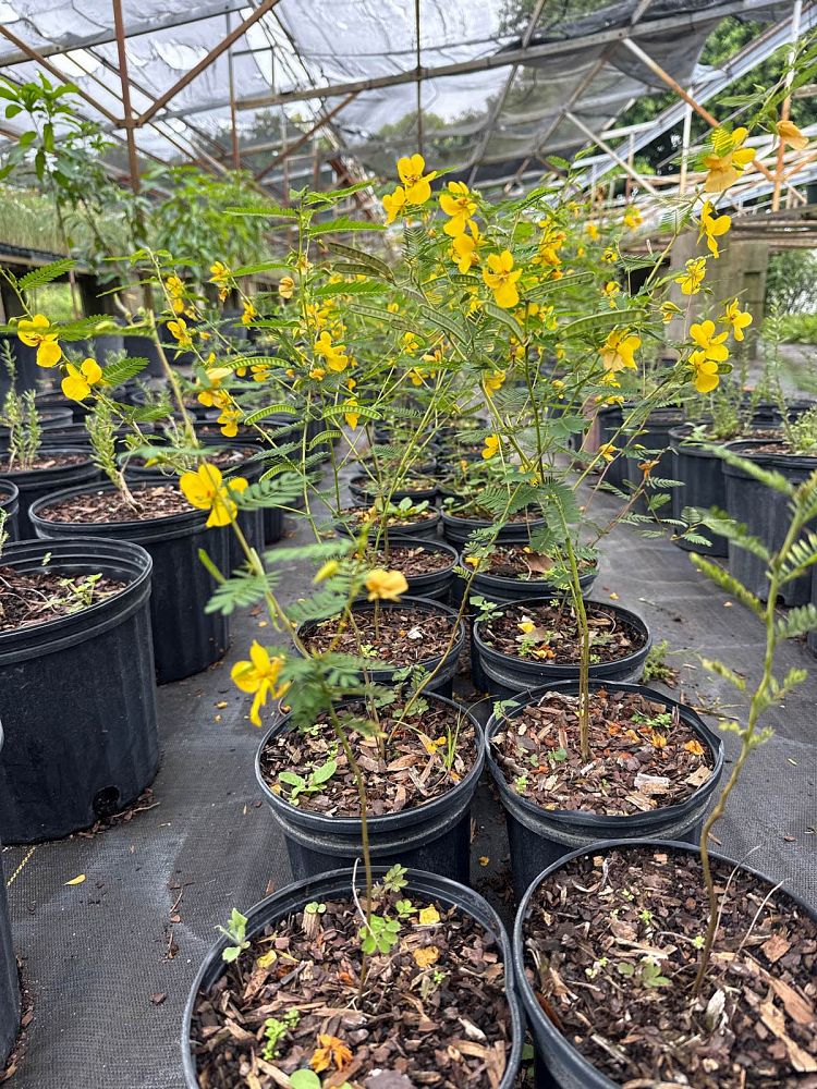 chamaecrista-fasciculata-partridge-pea