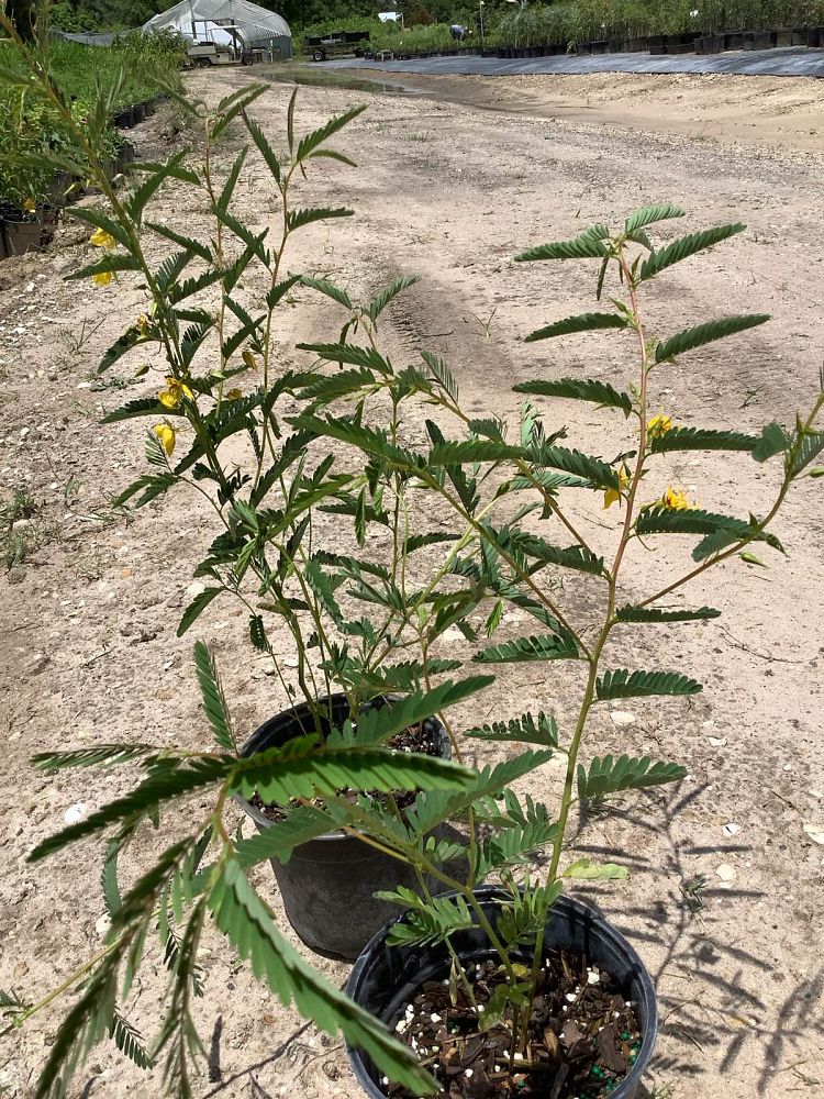chamaecrista-fasciculata-partridge-pea