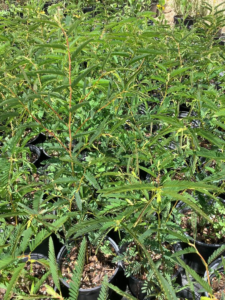 chamaecrista-fasciculata-partridge-pea