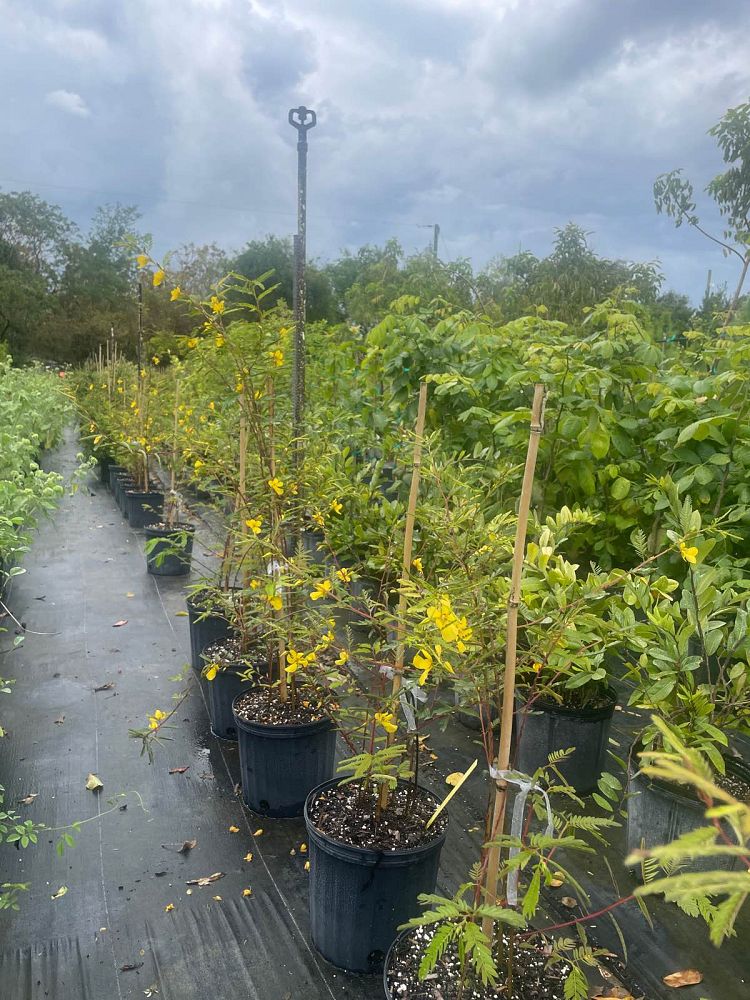chamaecrista-fasciculata-partridge-pea