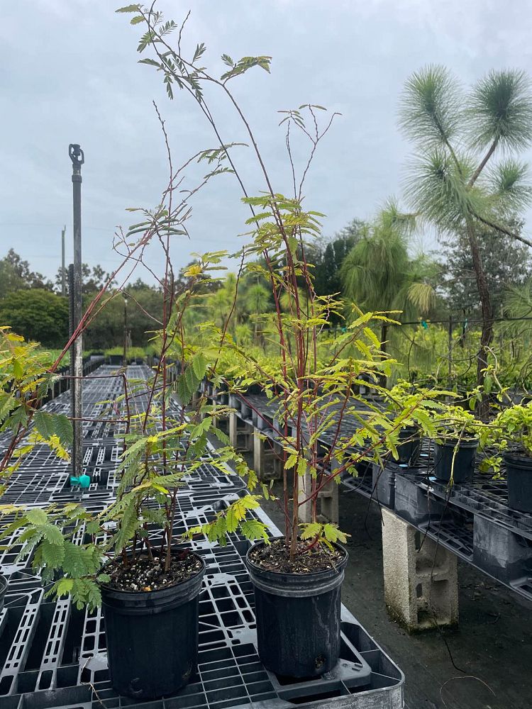 chamaecrista-fasciculata-partridge-pea